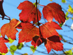 herbstblaetter_-_kia_ora__2__kl.jpg