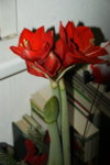 DSC07187.JPG