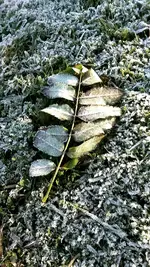 Tiarella_Frost 003_kl.webp