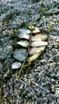 Tiarella_Frost 003_kl.jpg