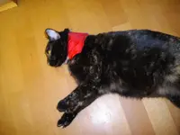IMGP5255.webp