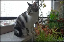 c001.webp