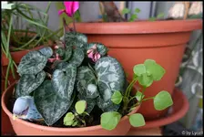c005.webp