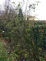 IMG_20181206_111708.jpg