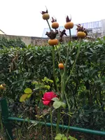 IMG_20181206_113911.webp