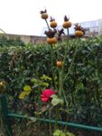 IMG_20181206_113911.jpg