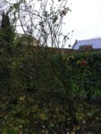 IMG_20181206_111704.jpg