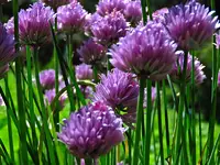 schnittlauchblueten_-_kia_ora__2__kl.webp