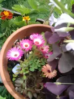 Mittagsblume 1.webp