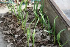Knoblauch0117.JPG