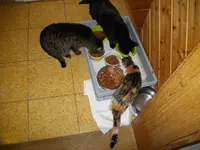 IMGP7117.webp