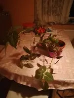 016.webp