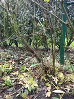 IMG_20181207_142452_001.webp