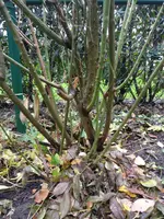 IMG_20181207_142447.webp