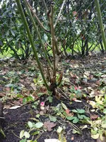IMG_20181207_142426_001.webp