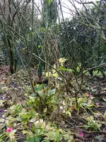 IMG_20181207_142459.webp