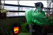 c009.webp