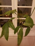 20181207_181022.jpg