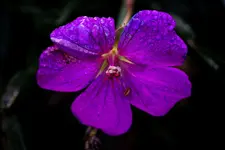 DSC01127x.webp