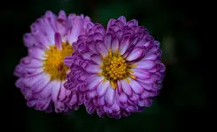 DSC01133x.webp