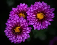 DSC01140x.webp
