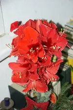 DSC07208.webp