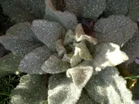 Wollblume (3).webp