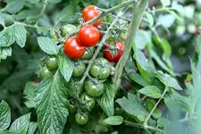 Cherrytomaten 3 Tubi_kl.jpg
