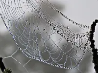 Spinnennetz - Kia ora (1)_kl.jpg