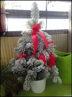 c011.webp