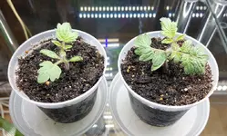 20181213_162011_resized2.webp 20181213_162011_resized2.webp