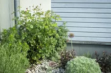 _IGP9333.webp