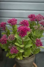 _IGP0591.webp