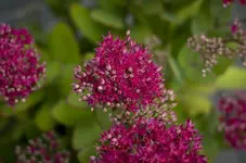 _IGP0594.webp