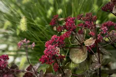 _IGP0603.webp