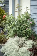 _IGP0761.webp