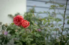 _IGP0768.webp
