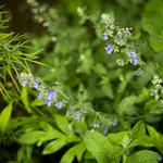 _IGP9654.webp