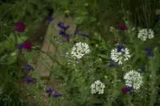 _IGP9697.webp