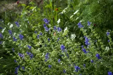 _IGP9936.webp