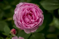 _IGP9607.webp