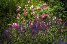 _IGP9603.webp