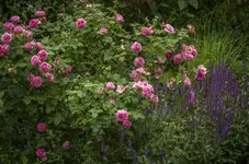 _IGP9608.webp
