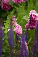 _IGP9660.webp