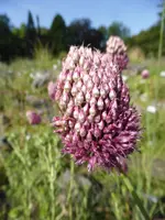 P1100217Kugellauch.webp