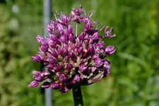 Allium0107.webp