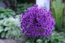 Allium0711.webp