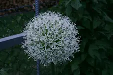 Allium0511.webp