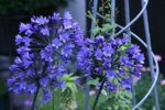 Agapanthus4811.jpg