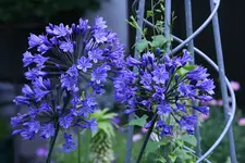 Agapanthus4811.webp